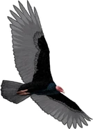Tropical Turkey Vulture in Flight