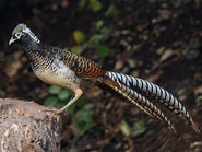 Immaturepheasant.jpg (24 KB) Immature male.