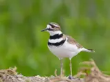 Killdeer