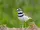 Killdeer