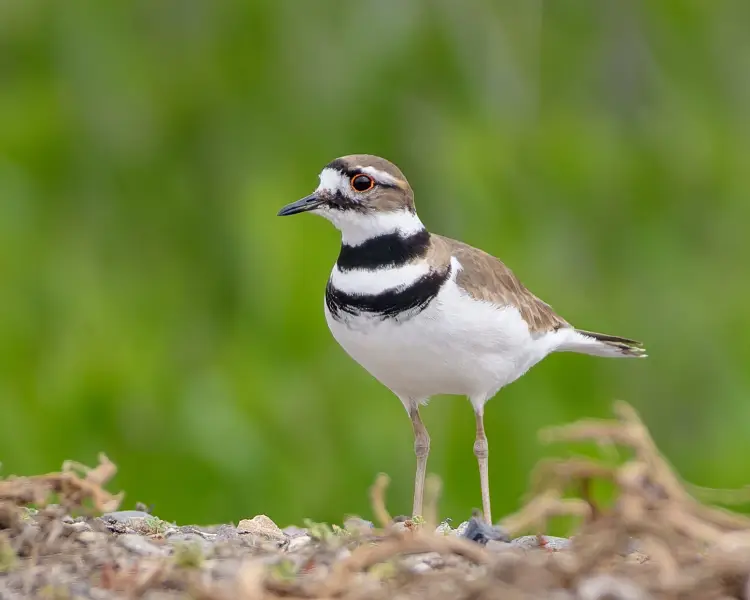 Killdeer Birds Wiki Fandom