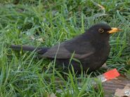 First-year males have brownish primary feathers.