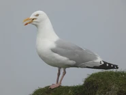 Adult european herring gull.jpeg (1.8 MB) Adult in breeding plumage