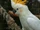 Citron-crested Cockatoo
