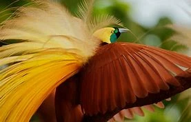 Birds Wiki
