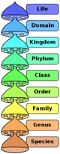 Biological classifications