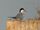 Common Tern