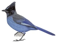 Frontalis.jpg (13 KB) Blue-Fronted Steller's Jay (Cyanocitta stelleri frontalis)
