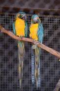 IMG 5489 Macaws, Parrots.jpg (137 KB) Two birds in captivity.