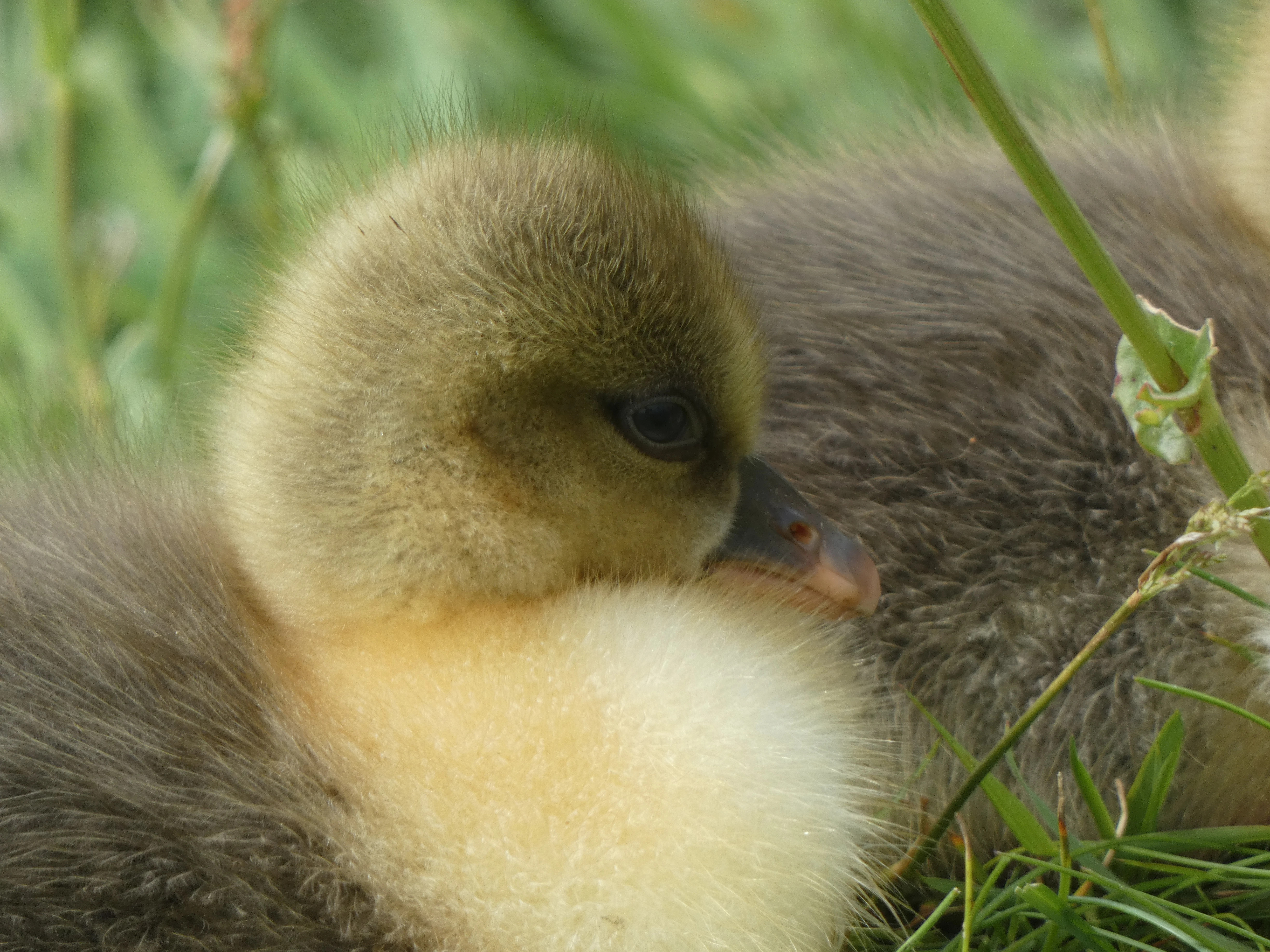 Goose | Birds Wiki | Fandom