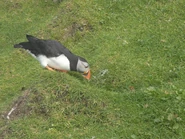 Puffin near its burrow.