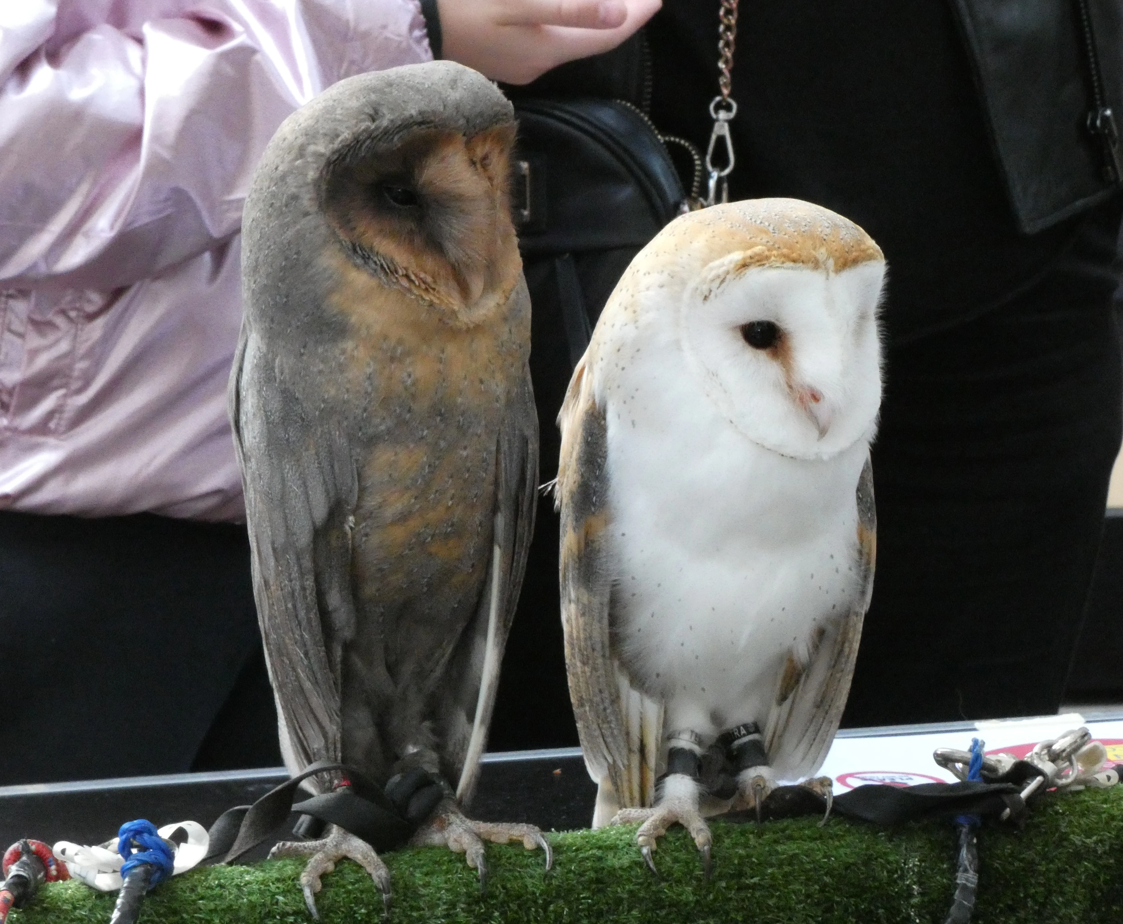 Barn Owl | Birds Wiki | Fandom
