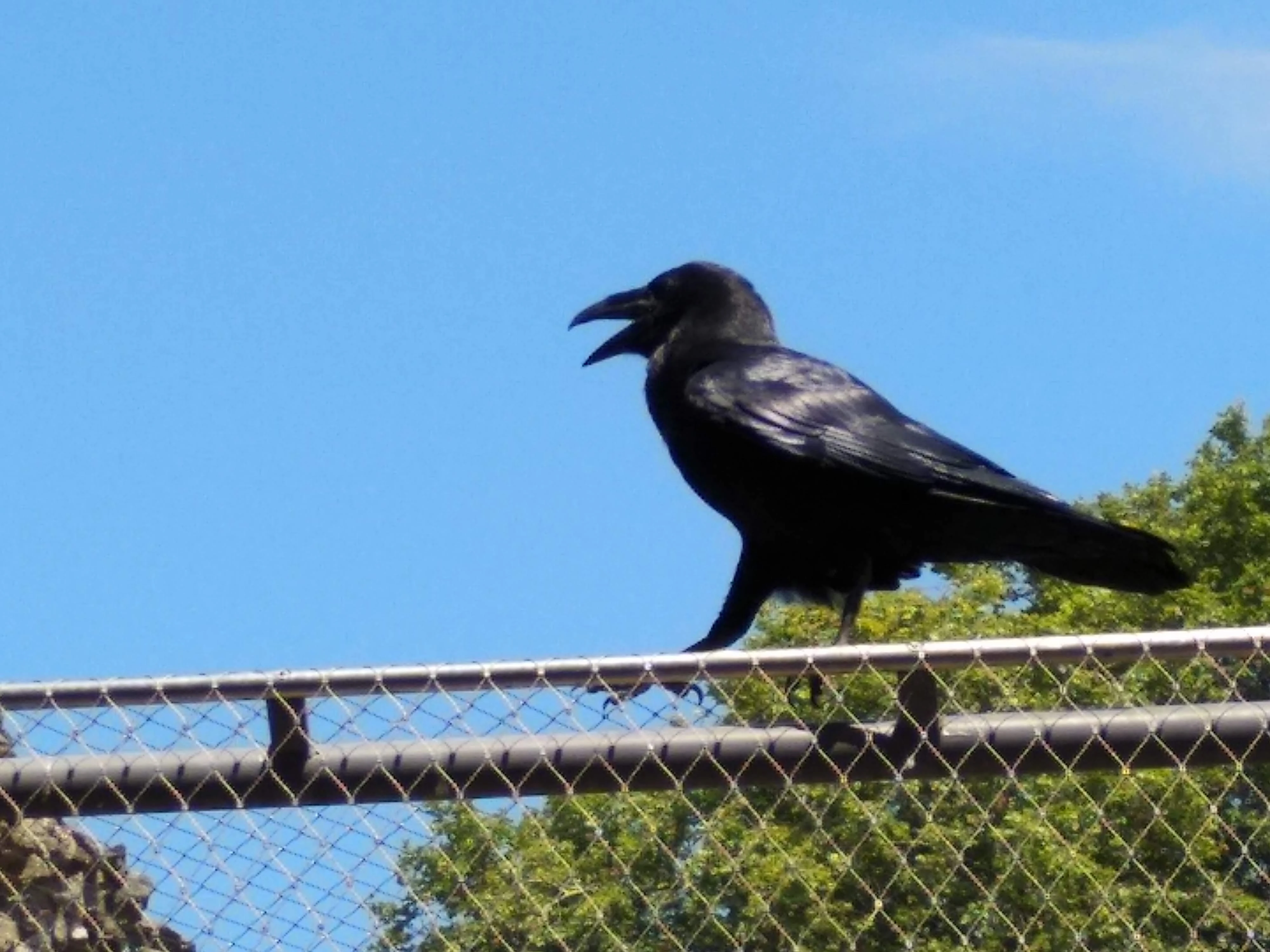 Common Raven | Birds Wiki | Fandom