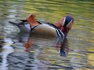 Male Mandarin Duck preening.jpg (49 KB) Male preening