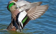 SS-AWigeon-Kushner.jpg (126 KB) Male