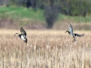 Male and female preparing to land over wetland habitat.