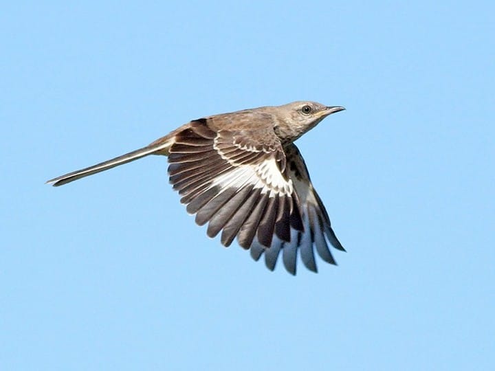 Mockingbird Song -  Australia