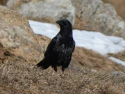 a typical HoodedxCarrion hybrid.