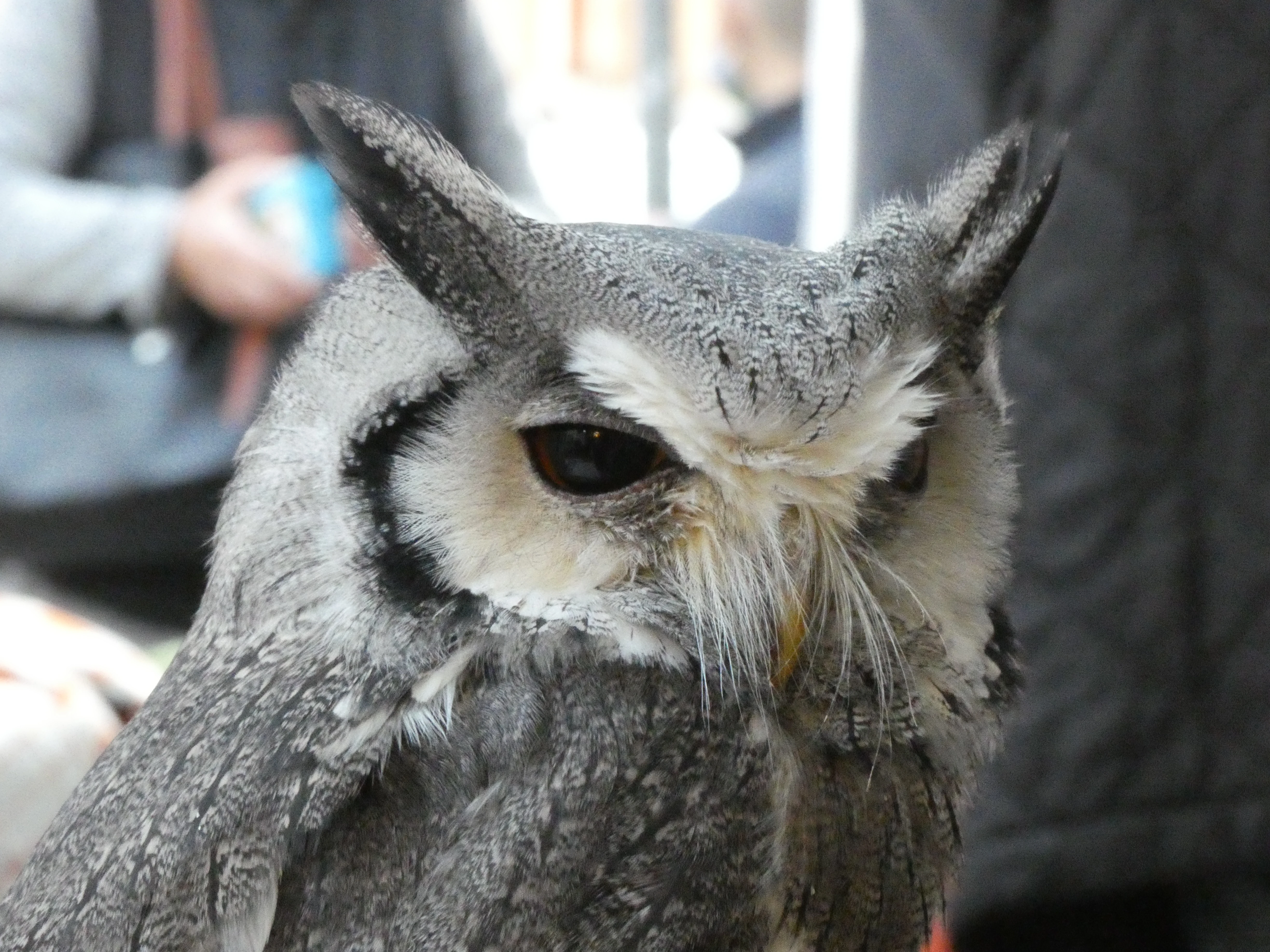 Northern White-faced Owl | Birds Wiki | Fandom