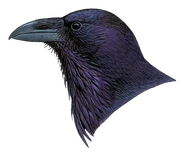 Northern Common Raven (Corvus corax principalis)