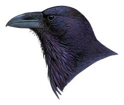 Common Raven | Birds Wiki | Fandom