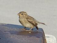 Females and juveniles are nearly identical to House Sparrows, though they have a slightly thicker bill.