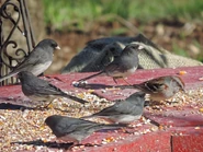 Adults (Slate-colored) with American Tree Sparrow
