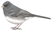 White-Winged Junco (Junco hyemalis aikeni)
