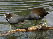 Mutual preening is a behaviour frequently observed in pairs of monogamous birds, such as these .