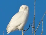 Snowy Owl