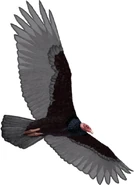 Antillean Turkey Vulture in Flight
