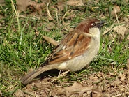 DSC03126.jpg (2.88 MB) Adult male.