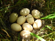 Nest