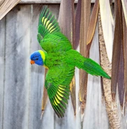 Immature in flight.