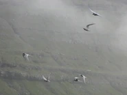 A group of Arctic Terns hovering in the wind.
