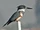 Belted Kingfisher