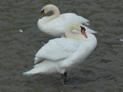 Swan pair
