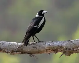 Australian Magpie