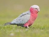 Galah