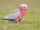 Galah