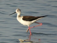 Walking in muddy water