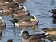 60017851-720px.jpg (55 KB) Flock