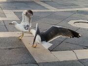 Gulls fighting