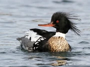 Adult male in breeding plumage.