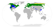 Goshawk distribution