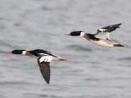Males in flight