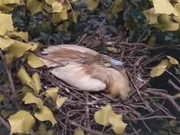 A Squacco Heron in its nest.