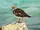 Ruddy Turnstone