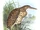 Pinnated Bittern