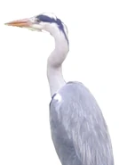 Bill turns orange during breeding season